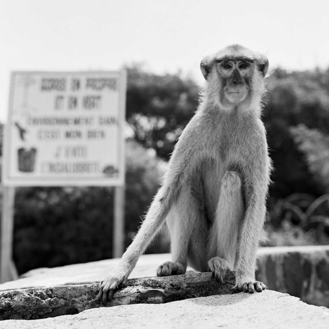 Kootcha Monkey - Goree Island, West Africa