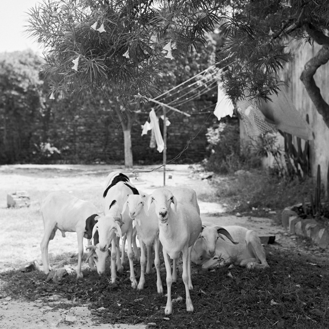 Goats on Gorree island