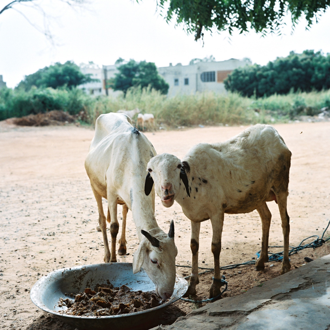 Goats - Thies West Africa