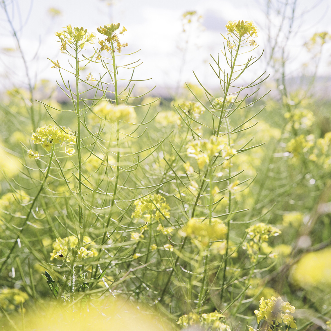 Yellow Flowers - Hanford Reservation