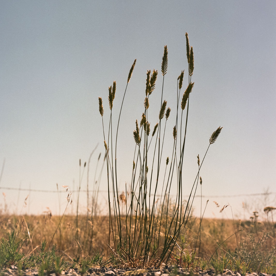 Wild Wheat on Hanford Reservation
